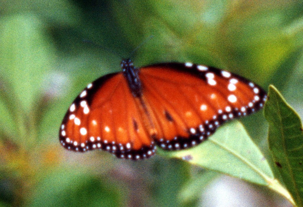 179 Tropic Queen, Everglades NP FL, 12-1998 B05P24I01b.jpg - Tropic Queen Butterfly (Danaus eresimus). Everglades NP, 12-1998